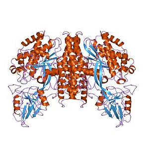 Растворимые рецепторы трансферрина