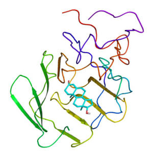 Глобулин, связывающий половые гормоны (ГСПГ, SHBG)