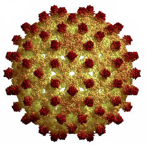 Вирус гепатита В –  поверхностный (австралийский) антиген HbsAg