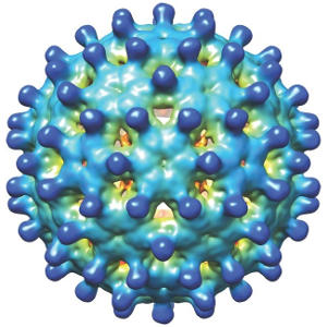 Вирус гепатита В – австралийский антиген, суммарные антитела