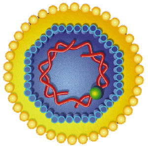 Вірус гепатиту В – антиген HBcAg, антитіла IgM