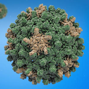 Вірус гепатиту В (HВV), ПЛР якісний аналіз