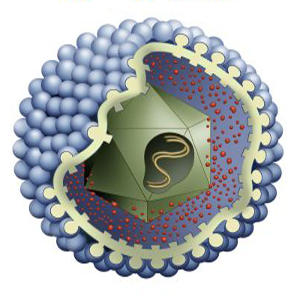 Антитела IgG к вирусу герпеса типа 2