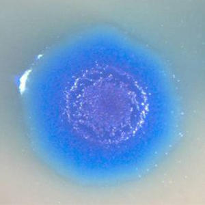 Микоплазма Mycoplasma genitalium, полимеразная цепная реакция (ПЦР)